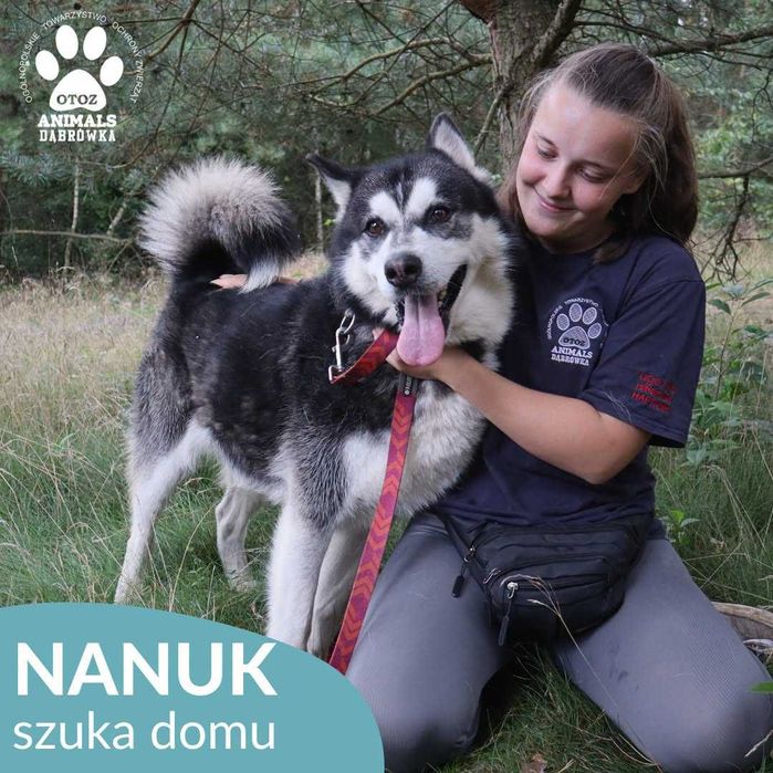 Nanuk szuka domu!