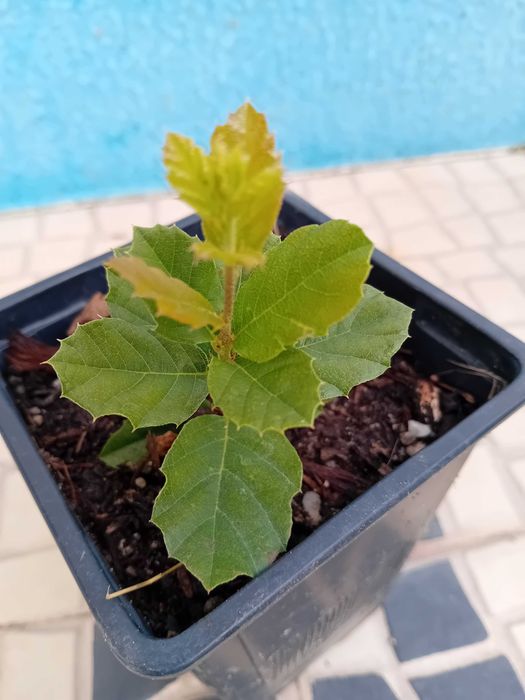 Sobreiro em vaso