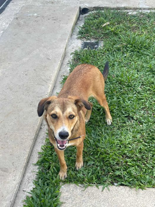 Doa se Cadela 7 Meses