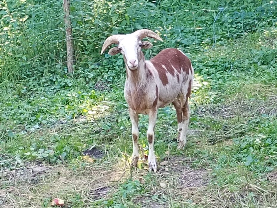 Baran Kamerun-czarna główka