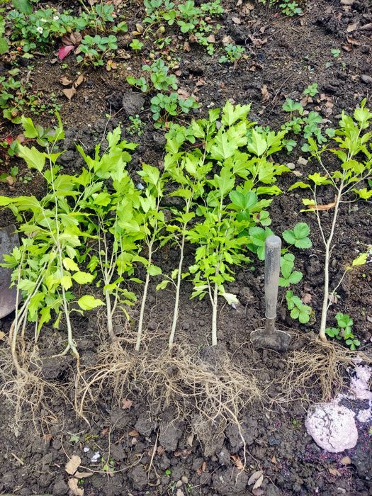 Туя смарагд, ялівець, барбарис, гібіскус, хакуро, кампсис