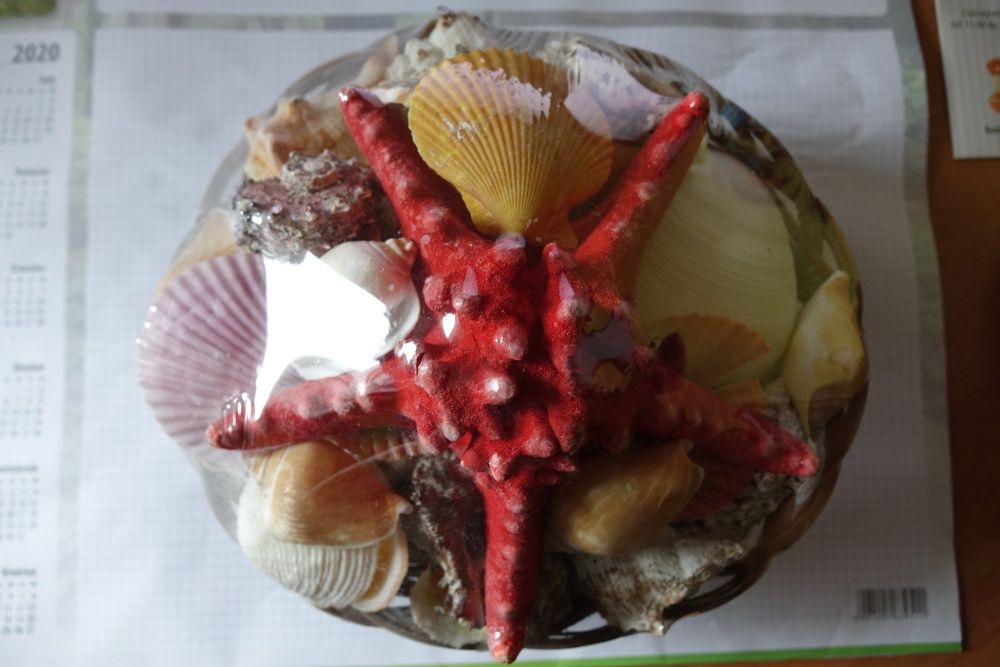 Muszle z morza śródziemnego