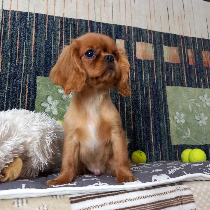 Кавалер кінг чарльз спаніель