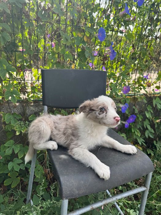 Menina Border Collie ChocoMerle Linda