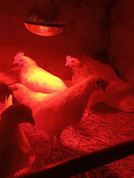 Galos leghorn com 1 mês e meio