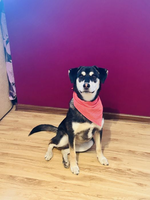 Cudna Frycia szuka domku