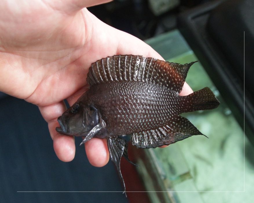 Altolamprologus calvus Black pectoral