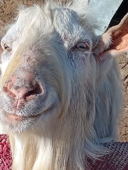 Продам козлов,цапов