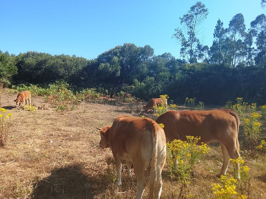 Vitelos/bezerros para venda