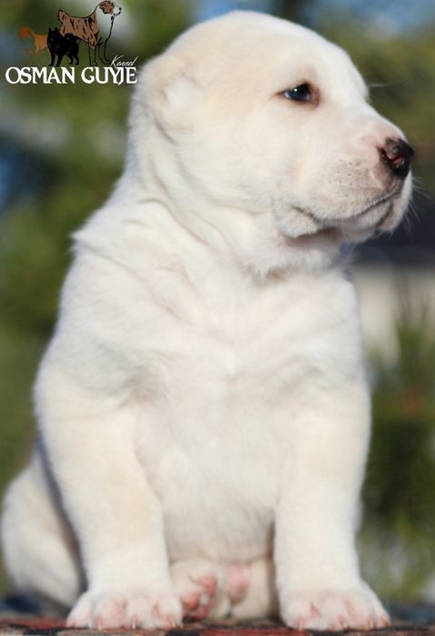 Хлопчик САВ Середньоазіатської вівчарки алабай