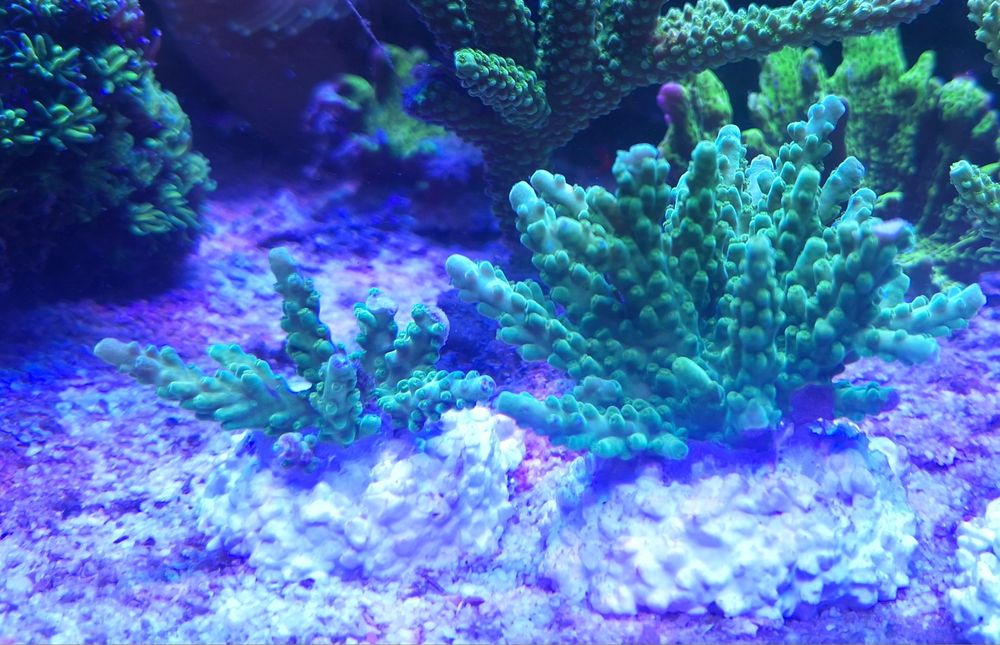 Acropora zielona i fluo  Morskie