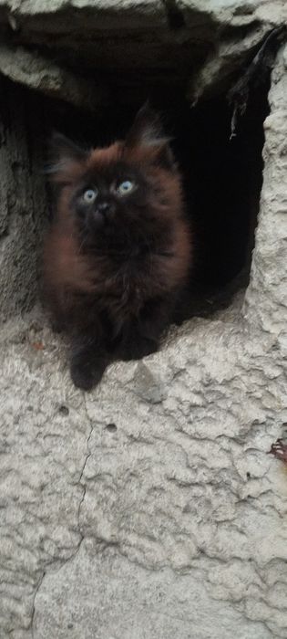 Безкоштовно котик