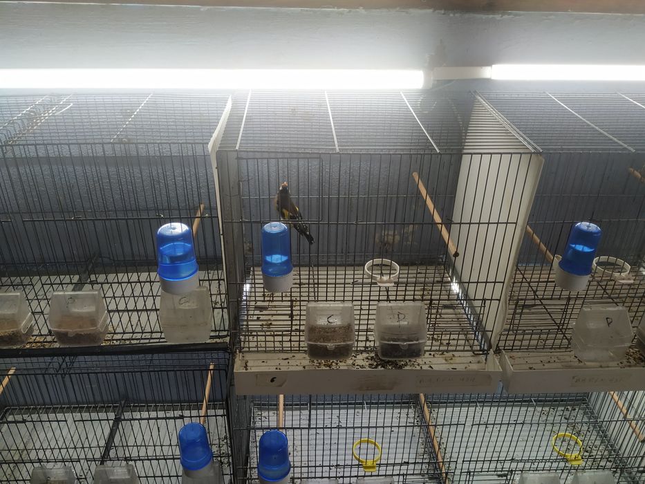 Pintas machos de gaiola