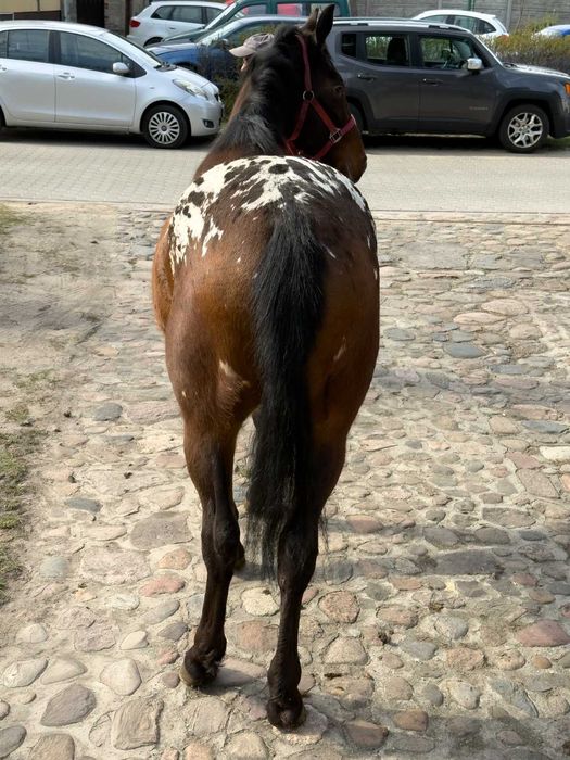 Tarant wałach 2 lata