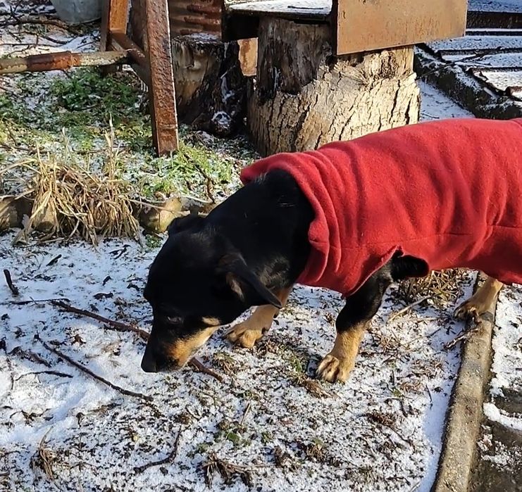 Найдена собака на Космосе примерно осенью.