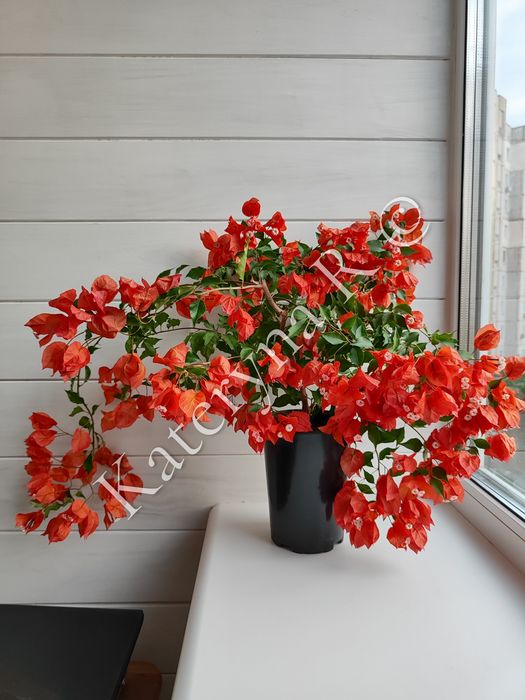 Бугенвілія Tomato Red!