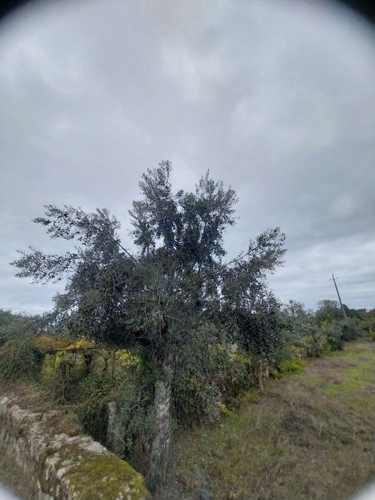 Terreno rústico perto serra da estrela