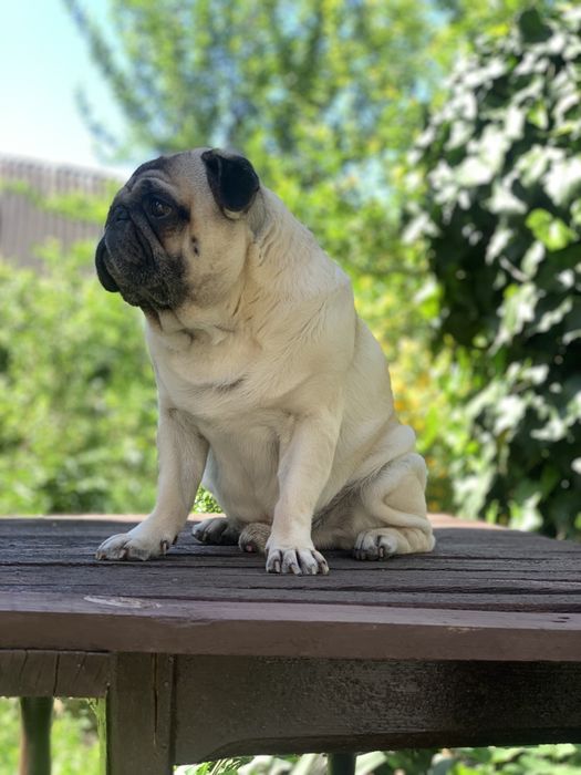 Шукаємо дівчинку для мопса