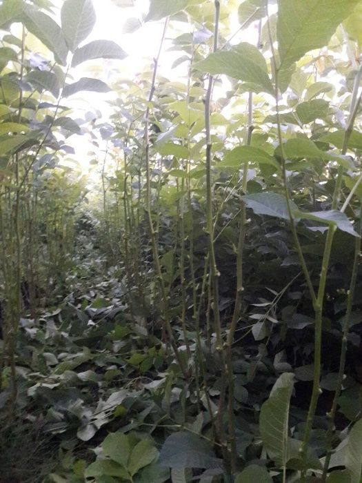 Великан  саженцы ореха/велетень саджанці горіха