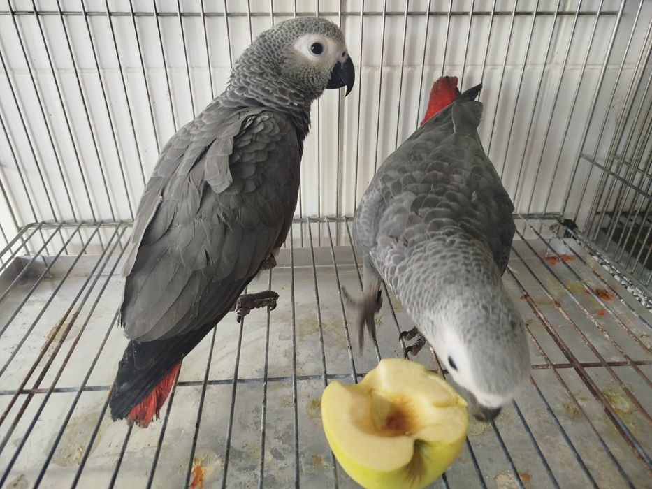 Psittacus erithacus erithacus