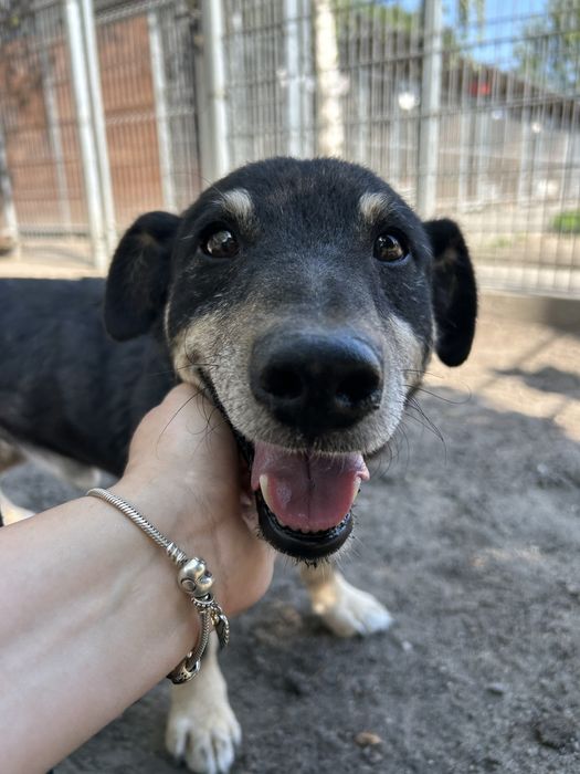 Marty senior do adopcji Kalisz Poznan Wroclaw Lodz