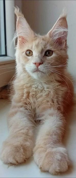Hodowlana kotka  Maine Coon z rodowodem