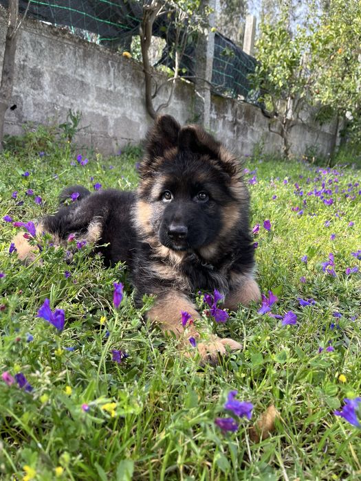 Pastor alemão qualidade