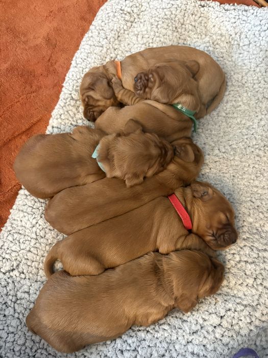 Cocker spaniel - piesek