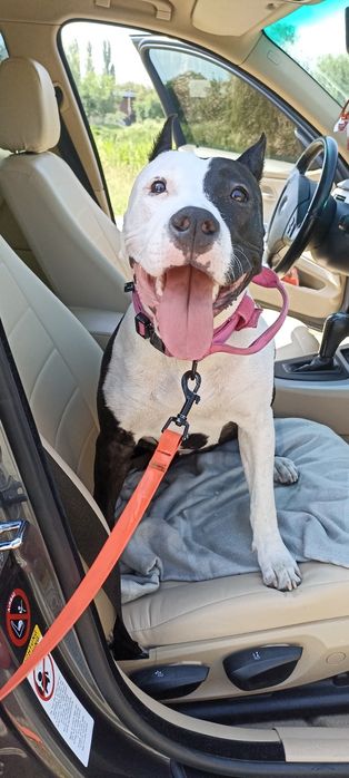 Кінолог Дресирування Виховання собак