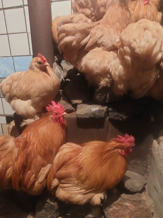 Продаю Карликові курочки і півні кохінхіни