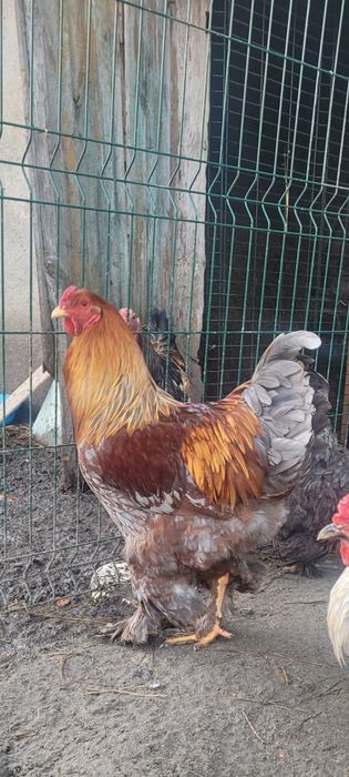 Koguty Brahmy Olbrzymiej