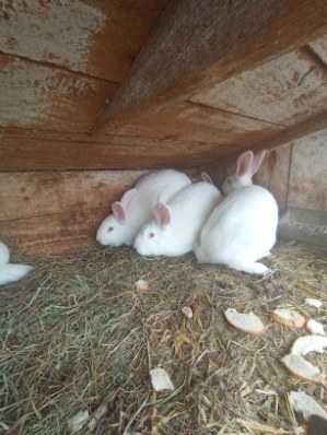 Króliki Termondzkie