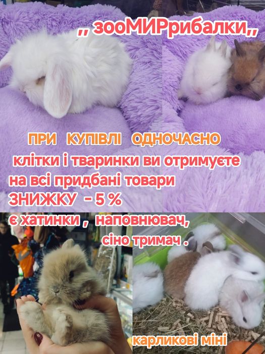 домашні декоративні кроликии карликові манюні клітки