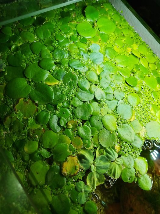 Amazon Frogbit (Planta de superfície)
