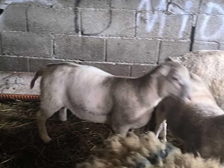 Dorper branco borrego