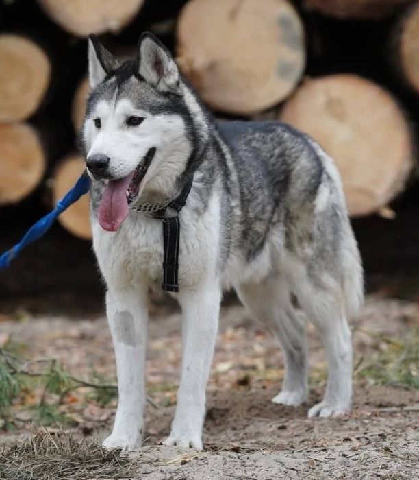 Charlie - husky malamut do adopcji!
