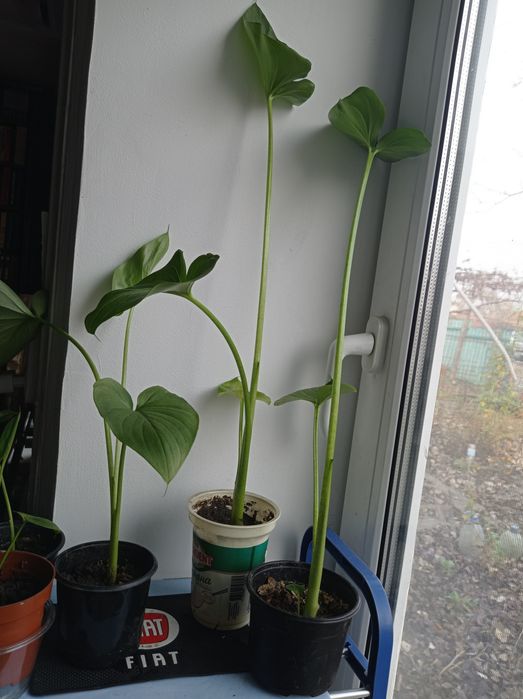 Квітка Калла, кімнатна,