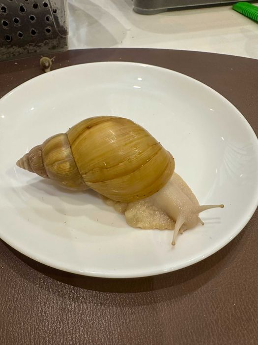 равлик Ахатина фуліка родація альбіно