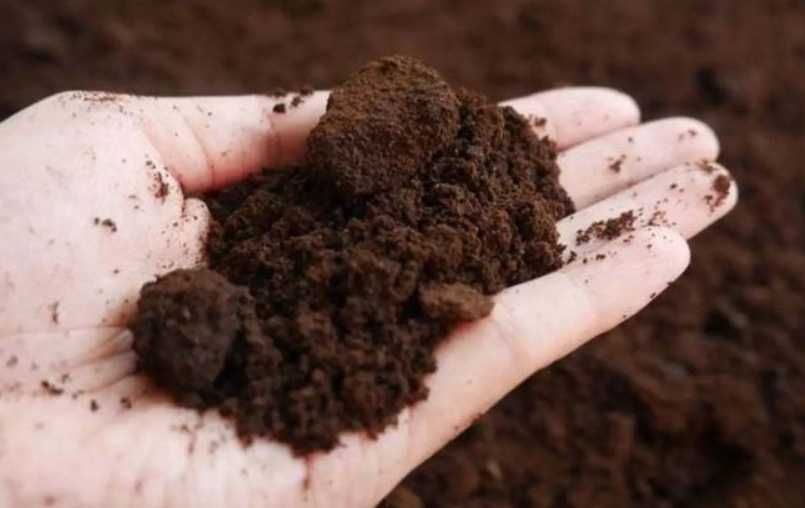Borra de café - entregas gratuitas