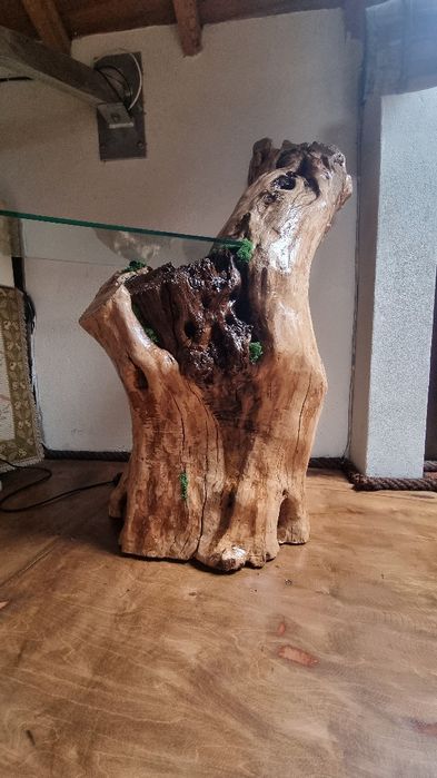 Tronco Oliveira centenária