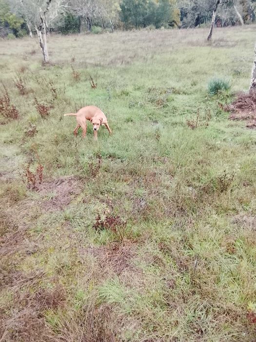 Perdigueiro Português