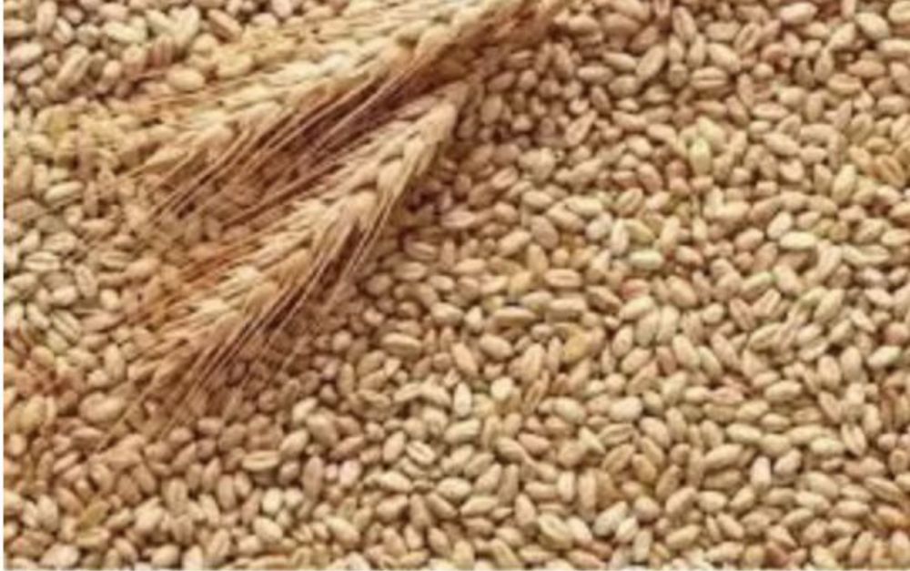 Продам пшеницю урожай 2025