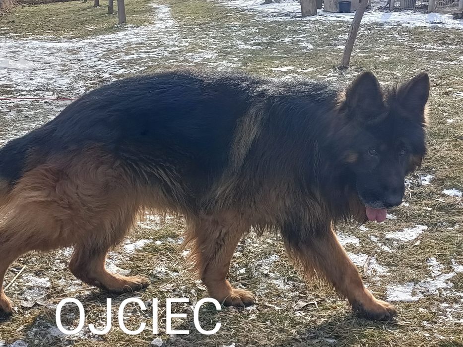 Owczarek niemiecki - suczka