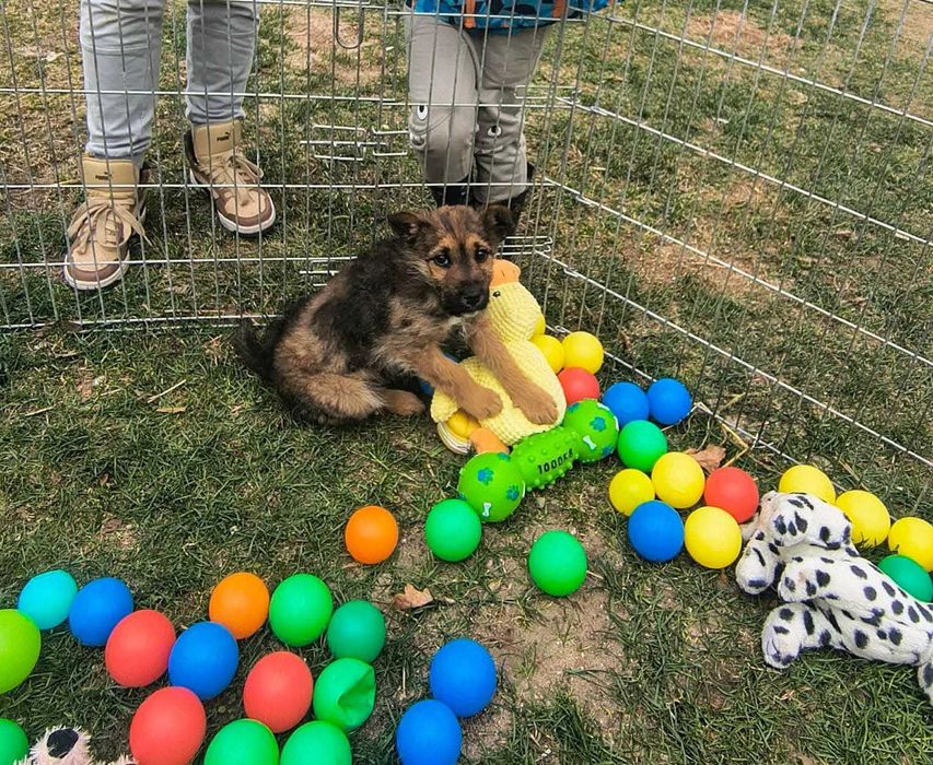 Tajga malutka suczka