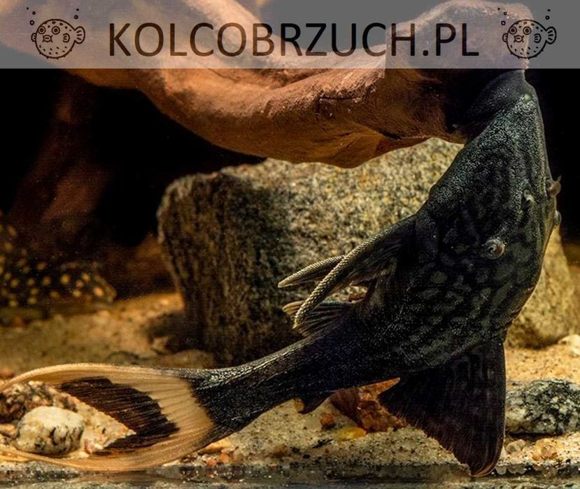 Zbrojnik L090 - Panaque bathyphilus - ODŁÓW - WF - dowóz, wysyłka