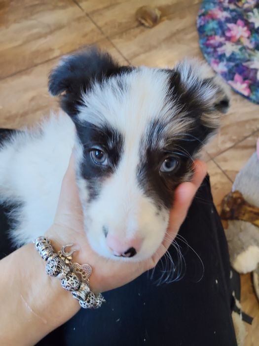 Dziewczynka Blue-merle /genetyka/RTG/DO ODBIORU