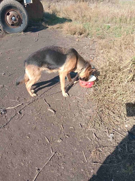 Отдам в хорошие руки