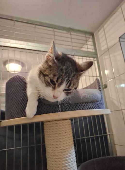 Pokochaj śliczną Veronę z częstochowskiego schroniska