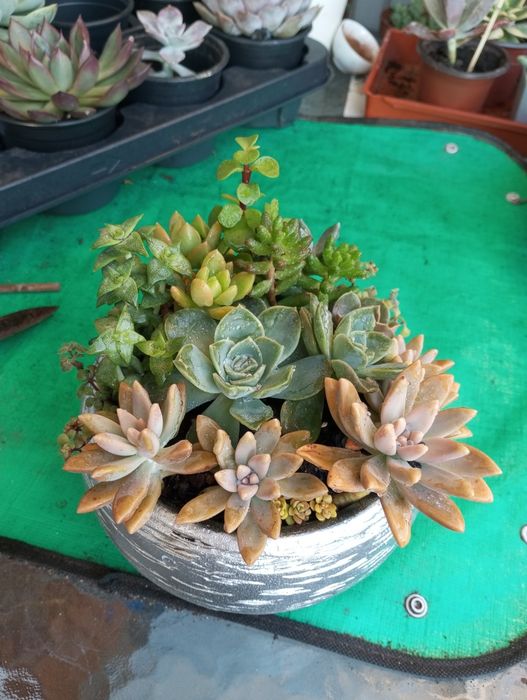 Duas lindas taças de suculentas em cerâmica 18cm .15€