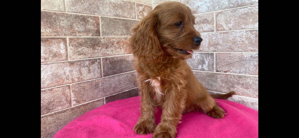 Maltipoo - piesek